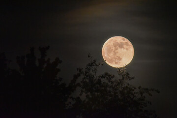 Fototapeta na wymiar Full Moon in Night Sky, Glowing in Trees