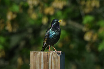 European Starling, Wild Bird, Colorful Feathers