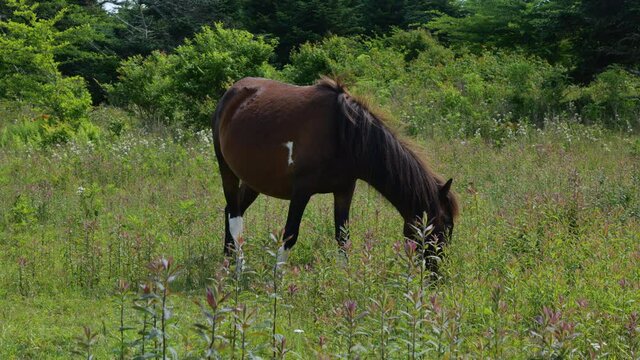 Lone Wild Brown Mare Feeds in a Grassy Mountain Meadow