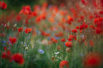 Fototapeta premium schönes Mohnfeld