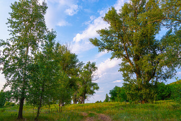 Large old trees and the sky with clouds.