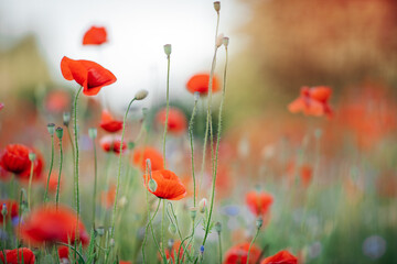 Obraz premium Mohnblumen Desktop-Hintergrund