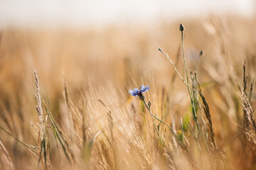 Kornblume im Weizen