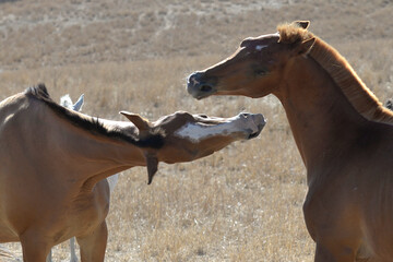 horse and foal
