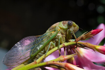 close up of a cicada on pink flower