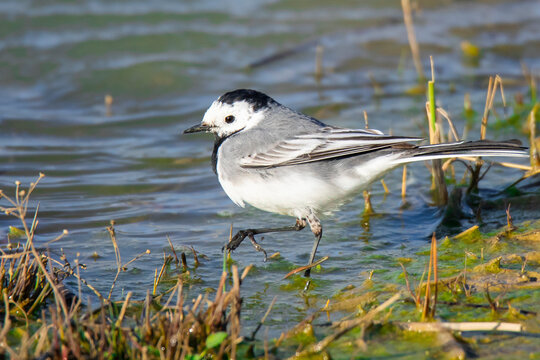 รูปภาพWagtail – เลือกดูภาพถ่ายสต็อก เวกเตอร์ และวิดีโอ42,125 | Adobe Stock