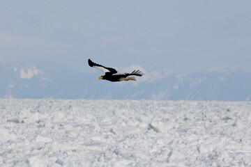 流氷の上を飛ぶ大鷲の向こうに知床半島が見える © Saitan