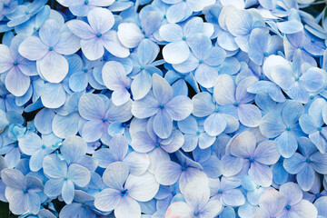 Hydrangea floral for flowers background in blue and purple colors