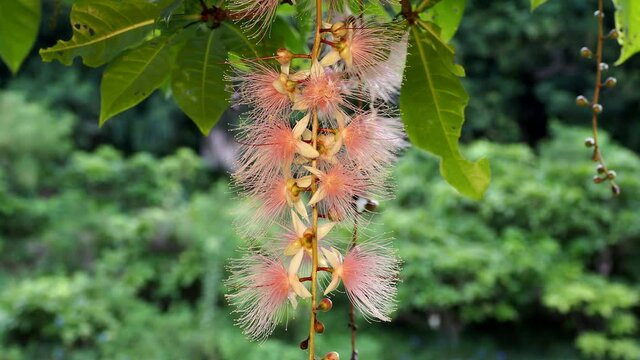 Okinawa,Japan - June 29, 2021: Barringtonia racemosa or powder-puff tree in Miyakojima island, Okinawa, Japan
