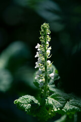 陽が当たる直立した花茎に咲き始めた日陰を背景にしたアオジソの花1