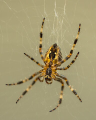 Spider Hanging out in its Web