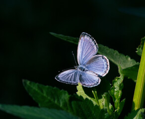早朝に羽を広げて陽を受けるヤマトシジミのオス1