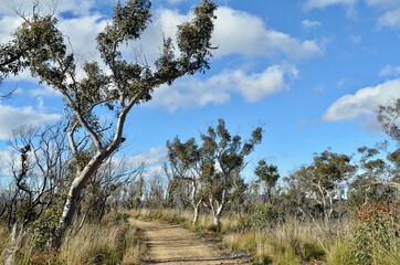 Trees in the Blue Mountains of Australia