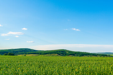 Sown fields and blue sky with clouds.