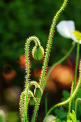 ポピーんのつぼみ2