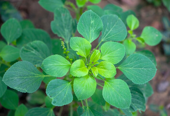 Green leaves of Indian nettle, Tree-seeded mercury, Indian acalypha, Indian copperleaf.