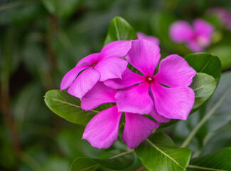 Close Up pink purple West Indian Periwinkle Flower or Catharanthus Roseus in garden,colorful of fully blossoming flower.