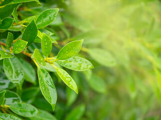 Water drops on green leaves in the garden Natural green leafy plants used as cover background of spring, ecology, ecology or greenery wallpaper.