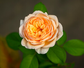 closeup of beautiful yellow rose on green