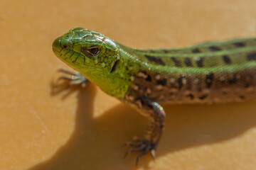 Green lizard close up in macro