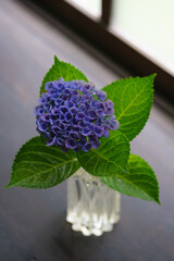 古民家とアジサイ