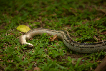 Dead snake lying on grassy ground - Thailand