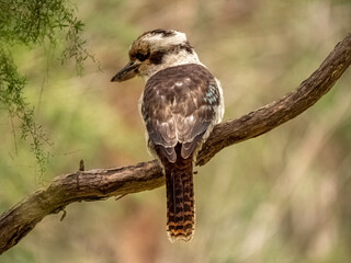 Kookaburra Looks Left