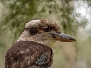 Kookaburra Right Close