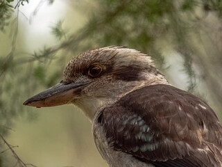 Kookaburra Turned Left Close