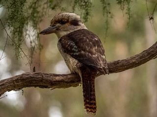 Kookaburra Turned Left