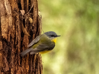 Yellow Robin On Gum