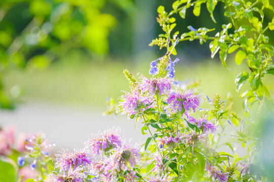 夏の花壇を彩る花 モナルダ 暑さに負けず力ら強く咲く姿が魅力的 雨上りの今朝は朝日に照らされてキラキラと輝く 花言葉は 火のような恋 燃える思い やすらぎ 柔らかな心 Stock Photo Adobe Stock