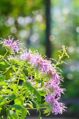 夏の花壇を彩る花、モナルダ。暑さに負けず力ら強く咲く姿が魅力的。雨上りの今朝は朝日に照らされてキラキラと輝く。花言葉は「火のような恋」「燃える思い」「やすらぎ」「柔らかな心」