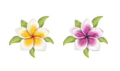 2 types Plumeria flower with isolated background - obrazy, fototapety, plakaty
