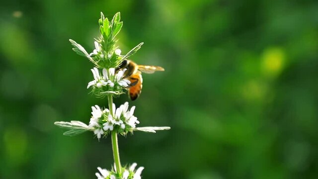 Close-up of a bee collecting nectar on a flower on a green background