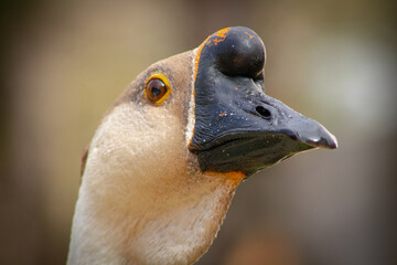close up of a goose