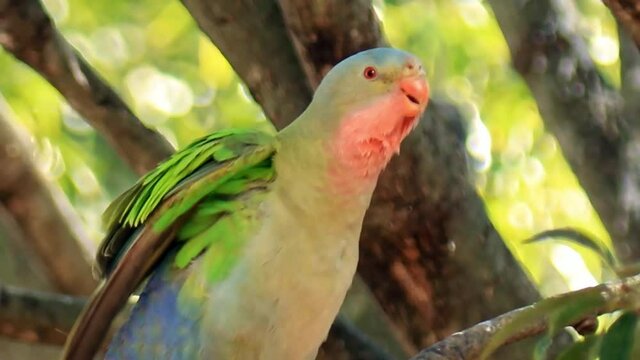 A princess parrot (Australian bird in the parrot family) singing on a branch