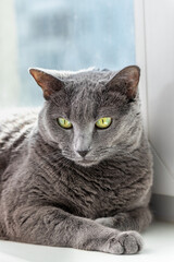 An adult gray cat is resting calmly on a white windowsill, looking down