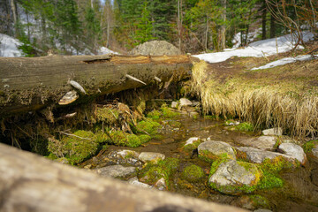 Fairy Creek Fall walk in the forest at Fernie British Columbia
