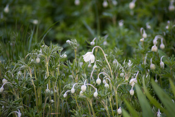 white spring flowers primroses in spring on among the greenery