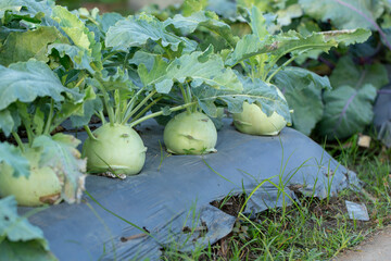 Kohlrabi cabbage or turnip plant growing in the garden