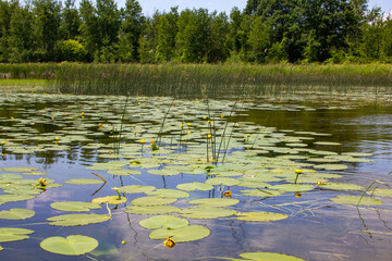 Water Lillies on a lake