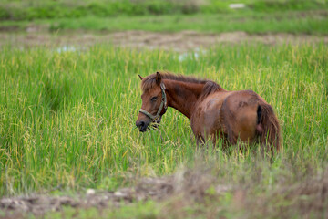 brown horse in the meadow