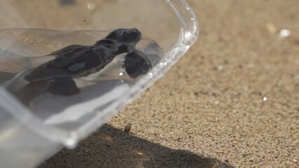 Releasing Baby Turtles into the sea on Sanur Beach Bali Indonesia - Turtle Release Event