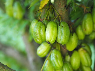 Averrhoa bilimbi, Oxalidaceae, Cucumber Tree green fruit
