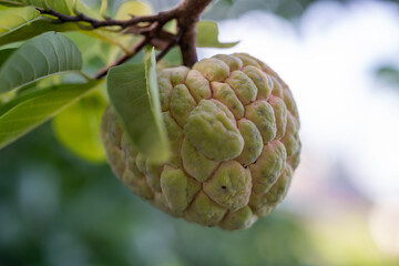 Fresh fruit custard apple on a tree in the backyard. Tropical fruit apple custard on natural green background.
