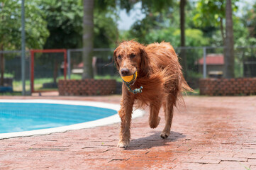 Golden Retriever holding a toy by the pool