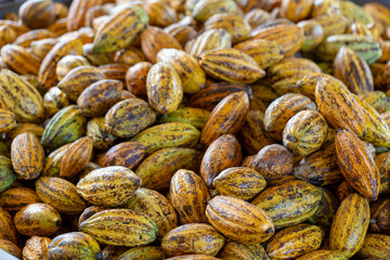 Cacao fruit, raw cacao beans and Cocoa pod background