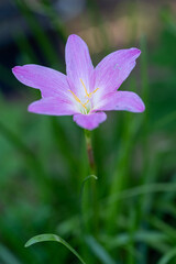 Close-up macro of blooming purple flowers. Vintage pink lilac photo with warm unusual colors on nature blur background.