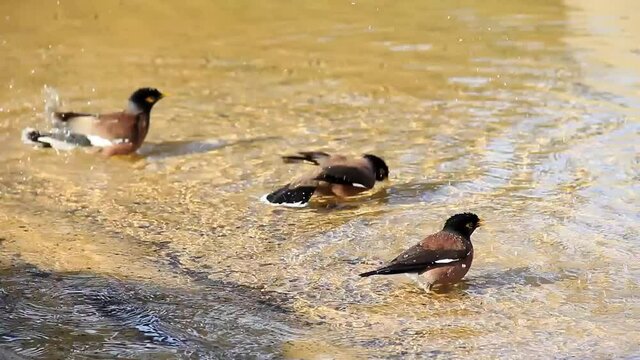 Three common mynas bathing in clear water